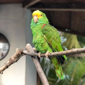 Meet your Posher, Ronald